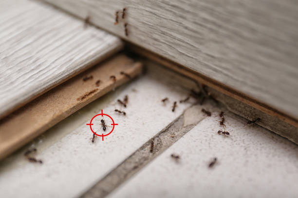Best Mosquito Control Services  in Napili Honokowai, HI